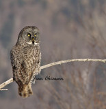 Chouette Lapone - Great Grey Owl 