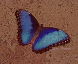 Morpho Peleides