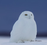 Harfang des Neiges (Snowy Owl)