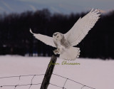 Harfang des Neiges (Snowy Owl)