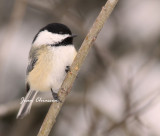 Msange - Chickadee