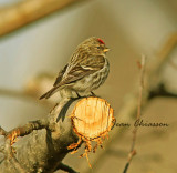 Sizerin flamm - Common Redpoll ( Carduelis Flammea )