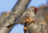 Sizerin flamm - Common Redpoll ( Carduelis Flammea )