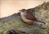 Carolina Wren