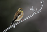 Icy Finch