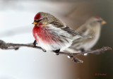There are Redpolls and there are REDPOLLS