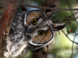 Long-Eared Owl  Redux