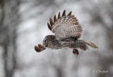 Can Voles Fly?