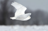 Snowy Owl In Flight