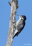 Other Side / Black -backed Woodpecker
