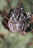 Key Hole / Boreal Owl