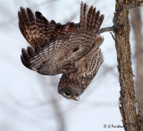 Great Grey Dive