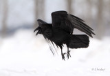 Angry Bird / Raven