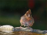 Bath Time for the Baby Cardinal