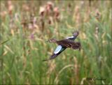 Blue Winged Teal