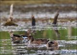 Blue Winged teal