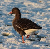 white-fronted goose / kolgans, Zandvoortweg