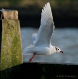 med. gull / zwartkopmeeuw