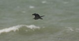 long-tailed skua / kleinste jager, Westkapelle