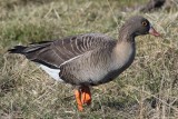 lesser white-fronted goose / dwerggans