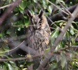 long-eared owl / ransuil