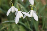 snowdrops / sneeuwklokje