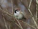 tree sparrow / ringmus