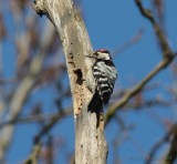lesser spotted woodpecker / kleine bonte specht, Oostkapelle