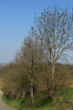 Westouter - Rodeberg