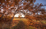 The Path Home