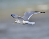 Ring Billed Gull 365A0167.jpg