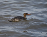 Merganser 365A0397.jpg