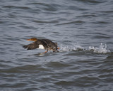 Merganser 365A0389.jpg