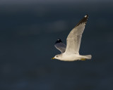 Ring-Billed Gull IMG_2512.jpg