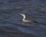 Common Loon IMG_2649.jpg