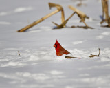 Cardinal Eating Corn IMG_3572.jpg