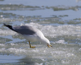 Ring Billed Gull. IMG_4758.jpg