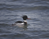 Red-breasted Merganser IMG_5411.jpg