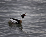 Red-breasted Merganser IMG_5174.jpg