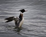 Red-breasted Merganser IMG_5171.jpg