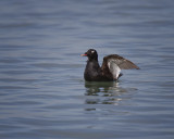 White-winged Scoter IMG_5443.jpg