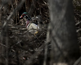 Wood Ducks IMG_5824.jpg