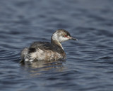 Horned Grebe IMG_6415.jpg