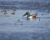 Northern Shoveler IMG_6530.jpg