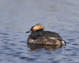 Horned Grebe IMG_6461.jpg