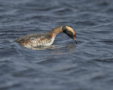 Horned Grebe IMG_6278.jpg