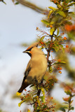 Pestvogel