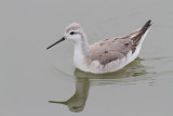 Wilsons Phalarope