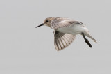 Bairds Sandpiper