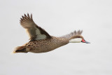 White-cheeked Pintail